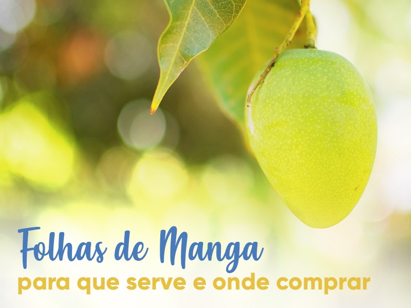 Folhas de Manga: para que serve e onde comprar